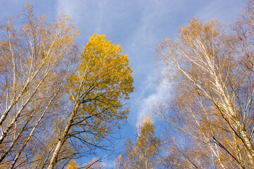 The tops of birches with yellow leaves against a blue autumn sky with light white clouds. Very beautiful autumn background.