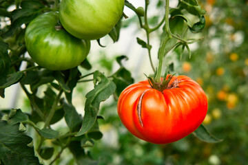 One ripe red tomato and two green unripe in the garden. Vegetable farming and tomatoes harvest.