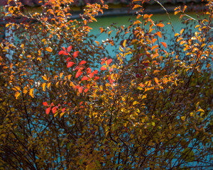Fototapeta na wymiar Autumn natural background: bright red, green, yellow leaves of a spirea bush in the morning sun.