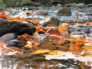 Eifel Ardennen Hohes Venn