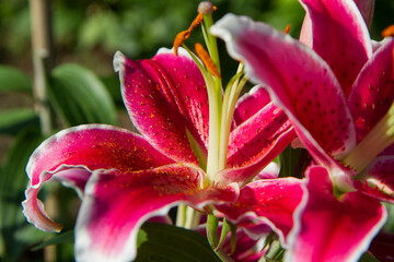 Pink lily (Lilium) flower blooming in close up	
