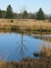 Eifel Hohes Venn Baum Siegel im See