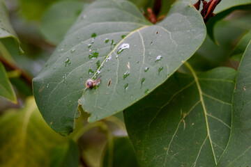 Tiny snail on a leaf
