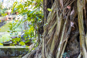 Aged big banyan tree with many roots inside of a botanical garden close up view