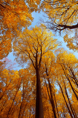 Naturally growing forest