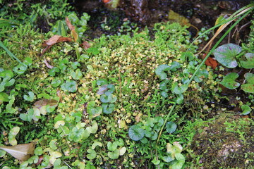多様な植物が地面を覆っている、湿気の多い場所