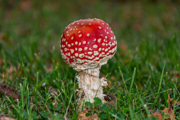 Young Fly Agaric