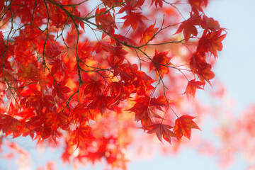 Ahorn rot im Herbst, verzweigt mit Sonnenlicht