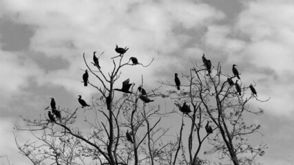 A flock of cormorants resting on a large tree branch withered in winter