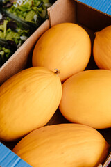 Canary yellow melon stacked at the market in a carton box