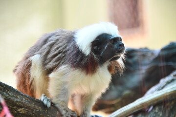white tailed macaque