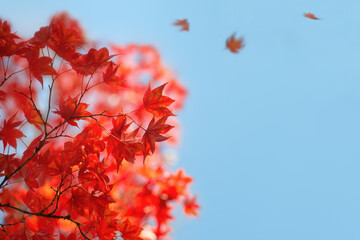 Ahorn Zweig rot, Sonnenlicht im Herbst, Ahornblätter fallen und fliegen in der Luft