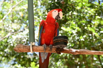 Tropical Red Parrot