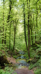Obraz premium Luxemburg Müllertal felsen bach wald 