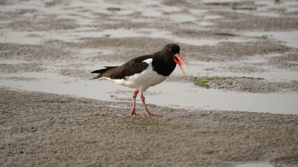 Watt wattenmeer nordsee Austernfischer 