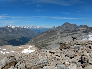 Fototapeta na wymiar Ibex in the Alps