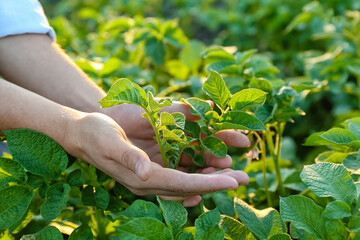 Female hands with potato bushes in field