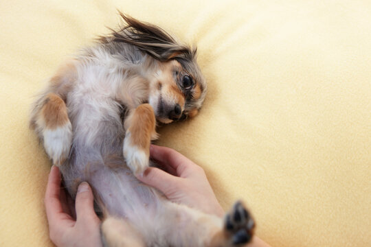 ふわふわの毛布の上で飼い主に撫でられリラックスするチワックス