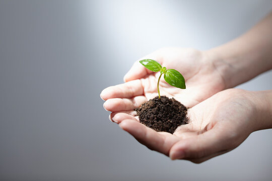 出たばかりの双葉の新芽を持つ女性の手