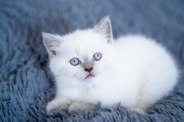 White furry cat. Kitten cat in relaxed and exposed pose laying at the blue blanket and looking at something