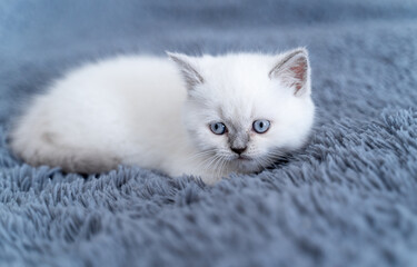 Cat sitting on the fur blue blanket. Young cat sitting on the home and relaxing. Full length view