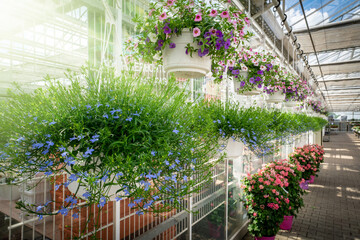 Blumenzucht, Einblick in ein wunderschön arrangiertes Gewächshaus  mit großer Blumenauswahl.