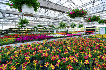 Dekorativ aufgeh&auml;ngte Blumenk&uuml;bel mit Petunien in einem hellen Gartencenter.