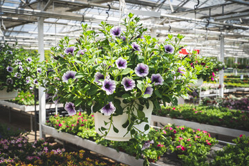 Wunderschöne Petunien ranken auf aufgehängten Blumenkübeln im Gewächshaus einer Gärtnerei.