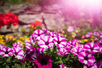 Leuchtend rot gestreift blühende Petunien im Blumenbeet vor einer Bruchsteinmauer.