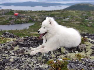 white dog on the rocks