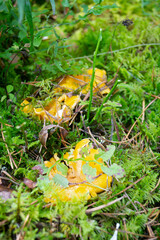 Cantharellus cibarius in moss edible mushroom. Fungus in the natural environment. Chanterelle or golden chanterelle, girolle