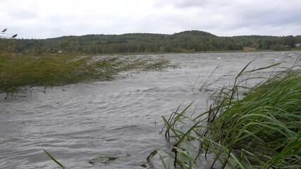 Extremely strong autumn storm winds on a lake in Western Finland with foamy wave crests created by Aila storm on 17 September 2020.