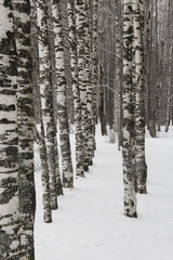 Fototapeta premium winter forest in the snow, birch grove in the snow