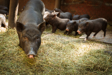 Cute little Vietnamese black piglets on the farm.