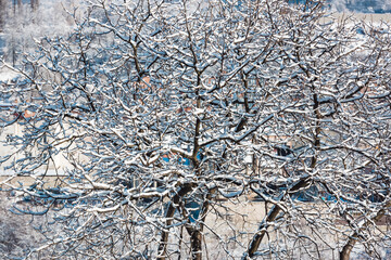 Winter tree branches in snow. Tree covered with hoarfrost and snow. Winter background. Clear winter sunny landscape. Perfect for Christmas and New Year design