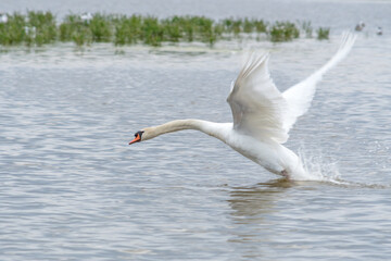 Envol d'un cygne
