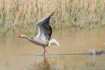 envol d'une oie cendré