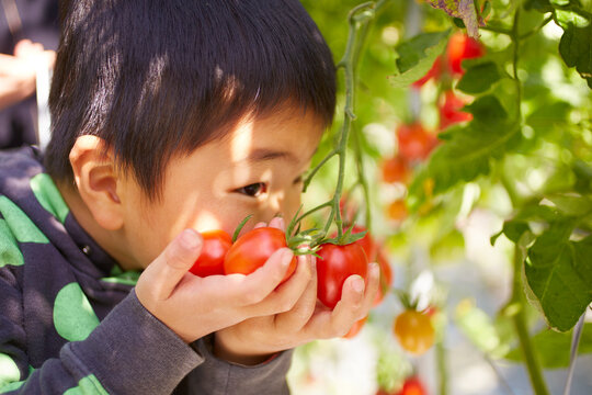 トマトと子供の手