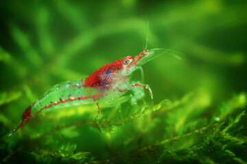 Neocaridina Freshwater Shrimp, dwarf shrimp in the aquarium. Animal macro, close up photography with a focus gradient and soft background. Aquascaping 