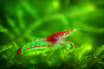 Neocaridina Freshwater Shrimp, dwarf shrimp in the aquarium. Animal macro, close up photography with a focus gradient and soft background. Aquascaping 