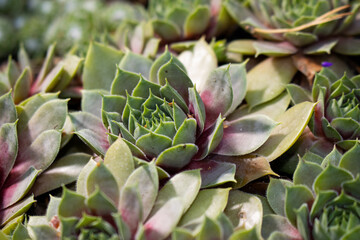close up of succulent