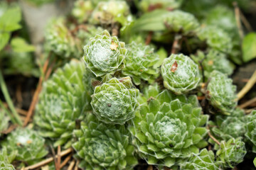 Obraz premium Close up of succulents