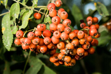 Rowan berries
