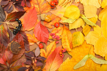 Different natural decor and autumn leaves on color background, closeup
