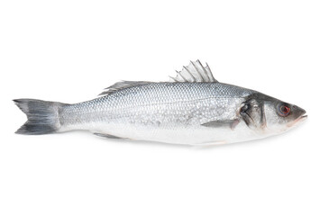 Fresh uncooked sea bass fish on white background