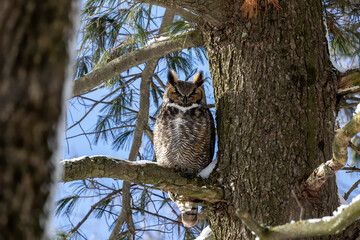Great horned owl sitting in the winter on a pine tree