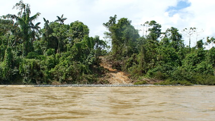 Clearing in the jungle on the bank of the Santiago River, near Playa del Oro, Ecuador