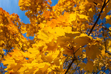 lush bright crown of an autumn tree