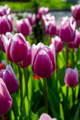 Obraz premium A flower bed with varietal tulips in the park
