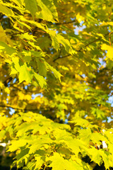 fragment of the lush crown of a bright autumn tree